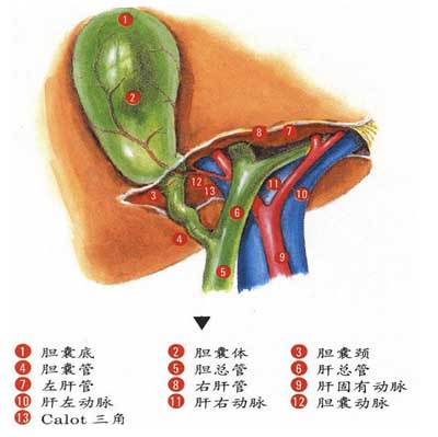 胆囊解剖