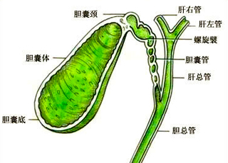 肝内胆管妇科治疗,肝内胆管妇科的分型
